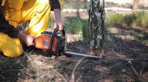 Trusted Crestview, FL Tree Care  Experts